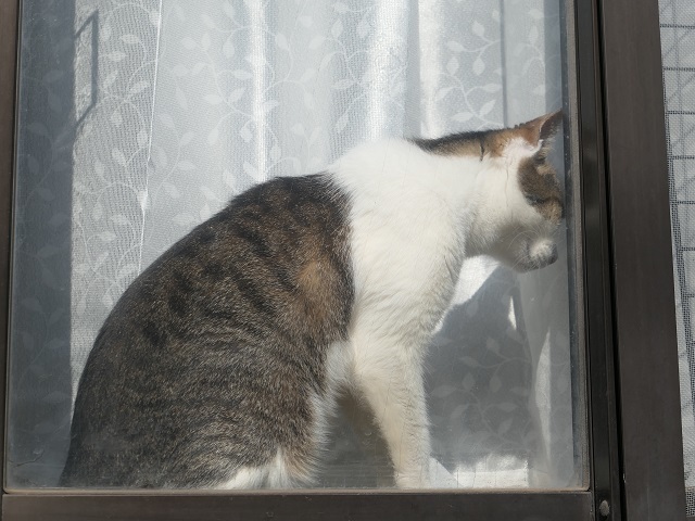 窓辺ネコ