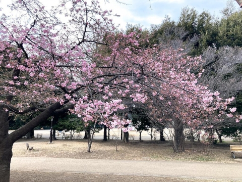 早咲きの桜がけっこう咲いてきた20240217