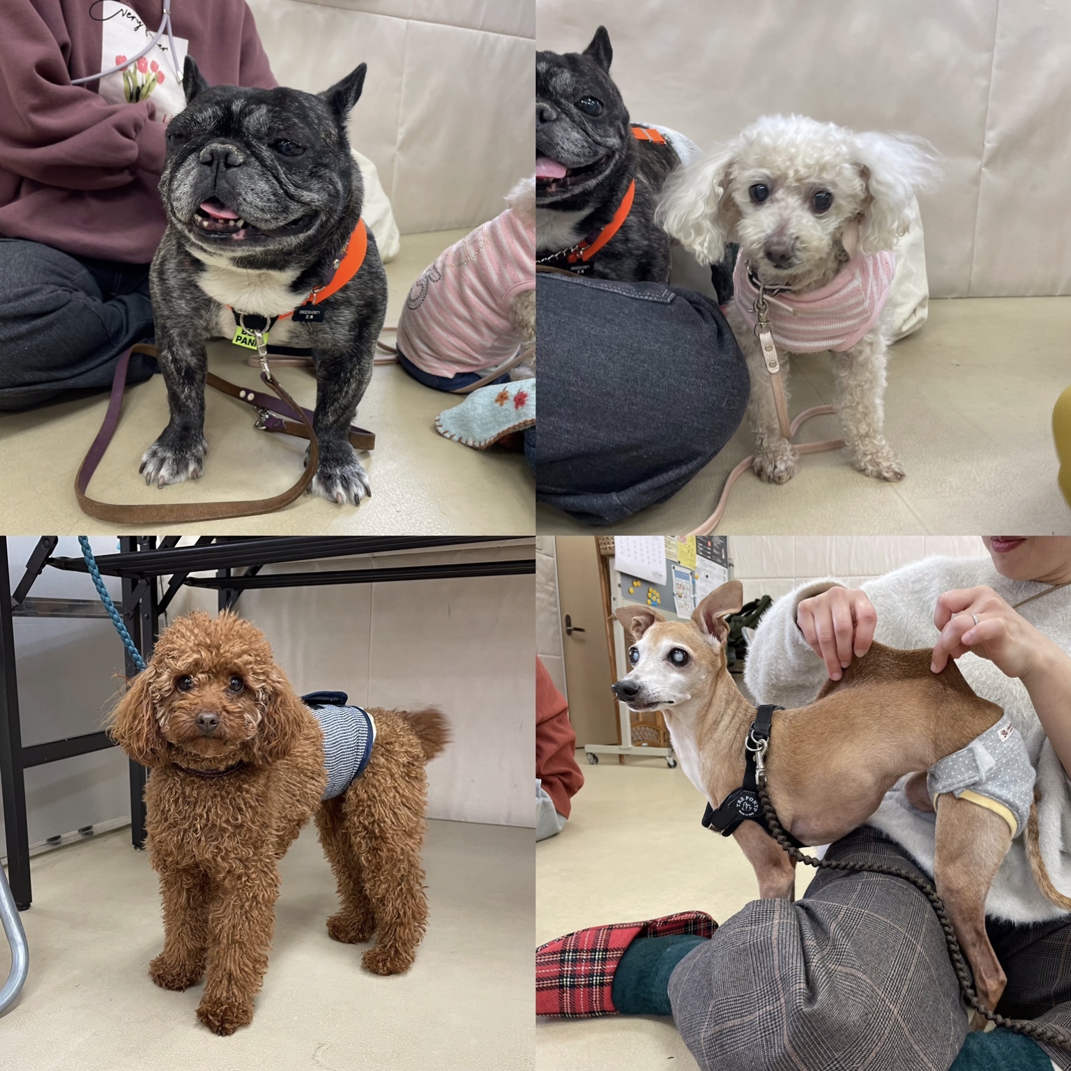 埼玉県犬の整体マッサージセミナーに参加された愛犬さん達
