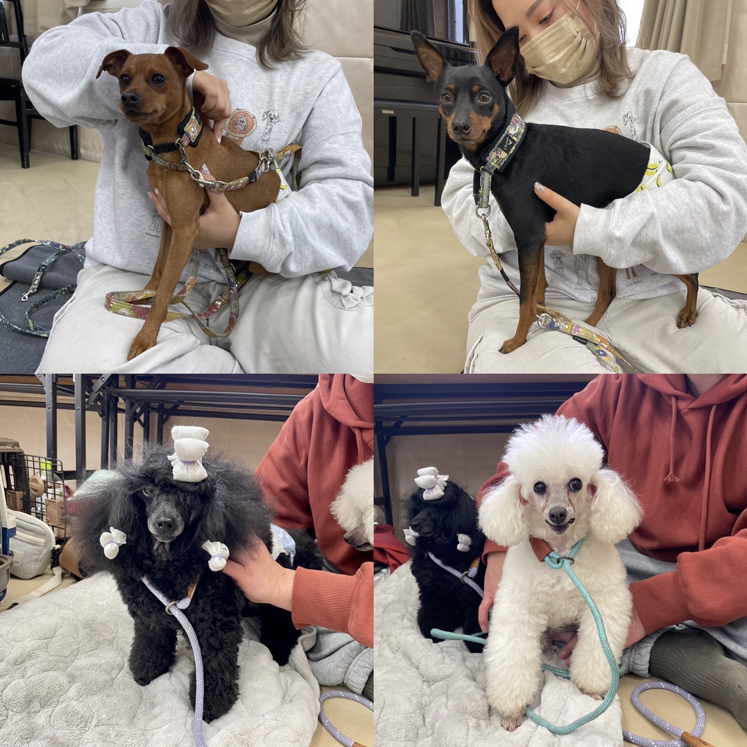 埼玉県犬の整体マッサージセミナーに参加された愛犬さん達