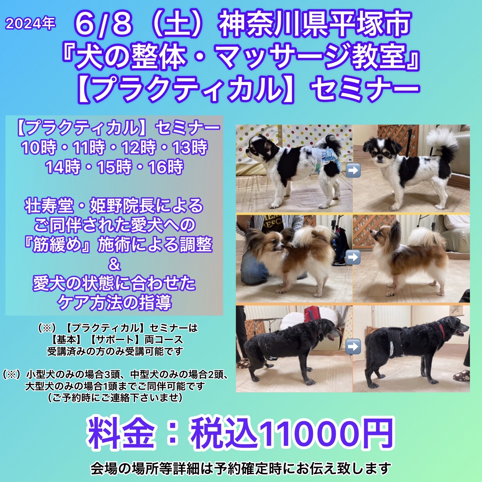 神奈川県犬の整体マッサージセミナー告知